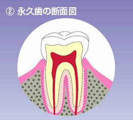 永久歯の断面図