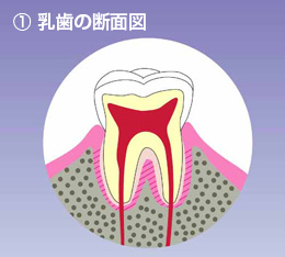 乳歯の断面図